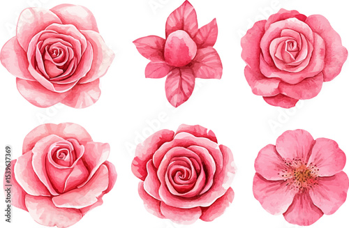 set of pink roses