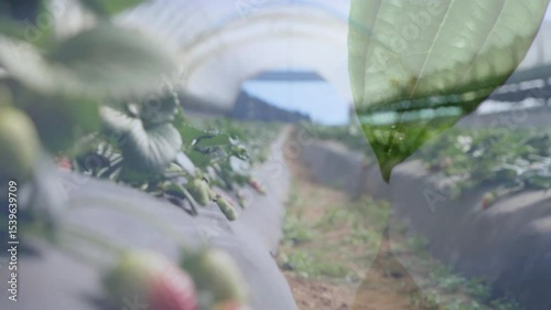 Starting tunnel camera moving forward along path revealing ripening strawberry cluster for texture