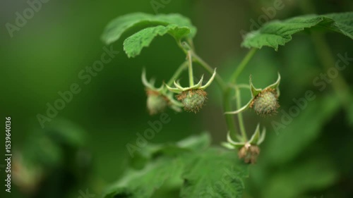 Green raspberry bushes with unripe green berries