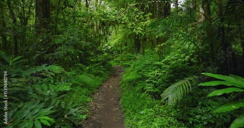 Path in lush green forest with lots of trees and leaves