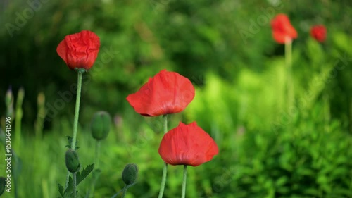 Red poppy flowers close up. Red poppies swing on wind at sunny day
