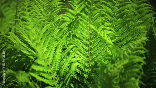 Slow motion Fern leaves background in Garden