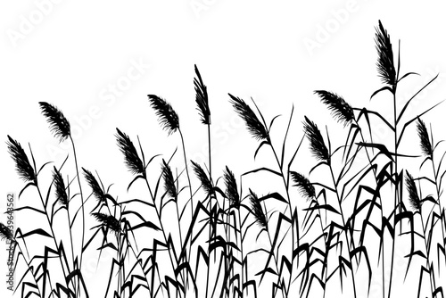 Vector hand drawing sketch with reeds. Cane silhouette on white background