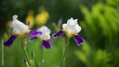 Iris flowers is blooming in the garden close up