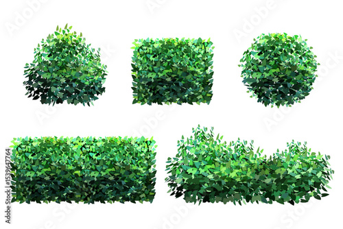 Ornamental green plant in the form of a hedge