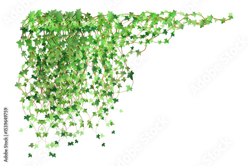 Green vine, creeper or ivy hanging from the wall