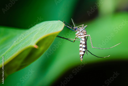 Asian tiger mosquito resting on green leaf