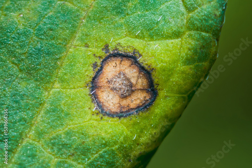 Quadro su tela Early blight disease destroying leaf of potato plant