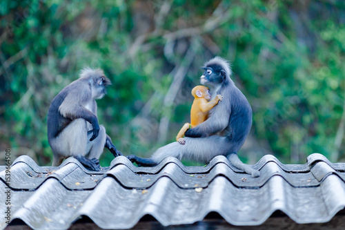 Sticker Dusky leaf monkeys with baby monkey sitting on roof