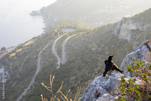 Corneille noire (Corvus corone) sur les hauteurs de la Tête de Chien, observant Monaco depuis les rochers d’un territoire escarpé