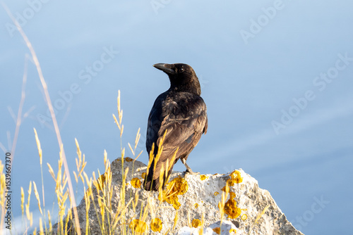 Corneille noire (Corvus corone) sur les hauteurs de la Tête de Chien, observant Monaco depuis les rochers d’un territoire escarpé