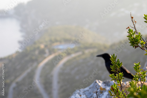 Corneille noire (Corvus corone) sur les hauteurs de la Tête de Chien, observant Monaco depuis les rochers d’un territoire escarpé