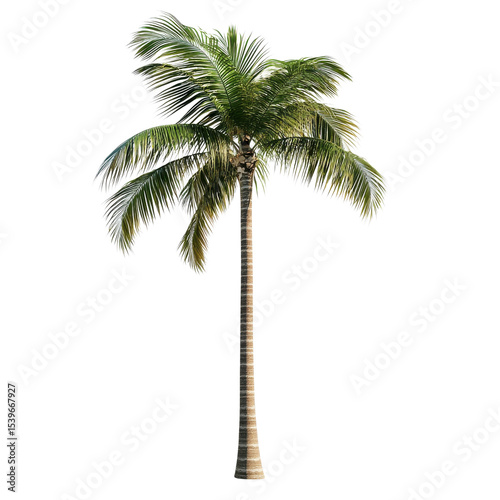 A single palm tree view on transparent background.