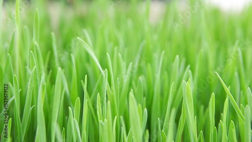Close-up of green wheat seedlings with moving leaves, soft sunlight shining down on them.