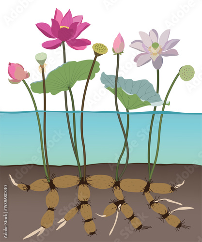 Diagram of Lotus Plant Parts (Vector Style)