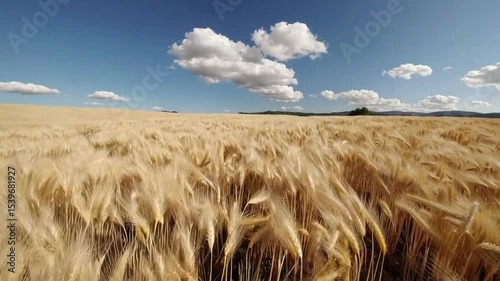 Golden Wheat Field Under Blue Sky with Fluffy Clouds in Rural Landscape at Harvest Time