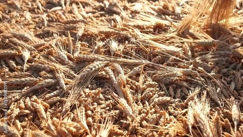 Close-Up View of Golden Wheat Grains Illuminated by Natural Sunlight in Agricultural Field