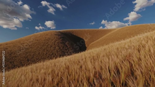 Rolling golden hills under blue sky with fluffy clouds in a serene landscape of nature’s beauty and tranquility