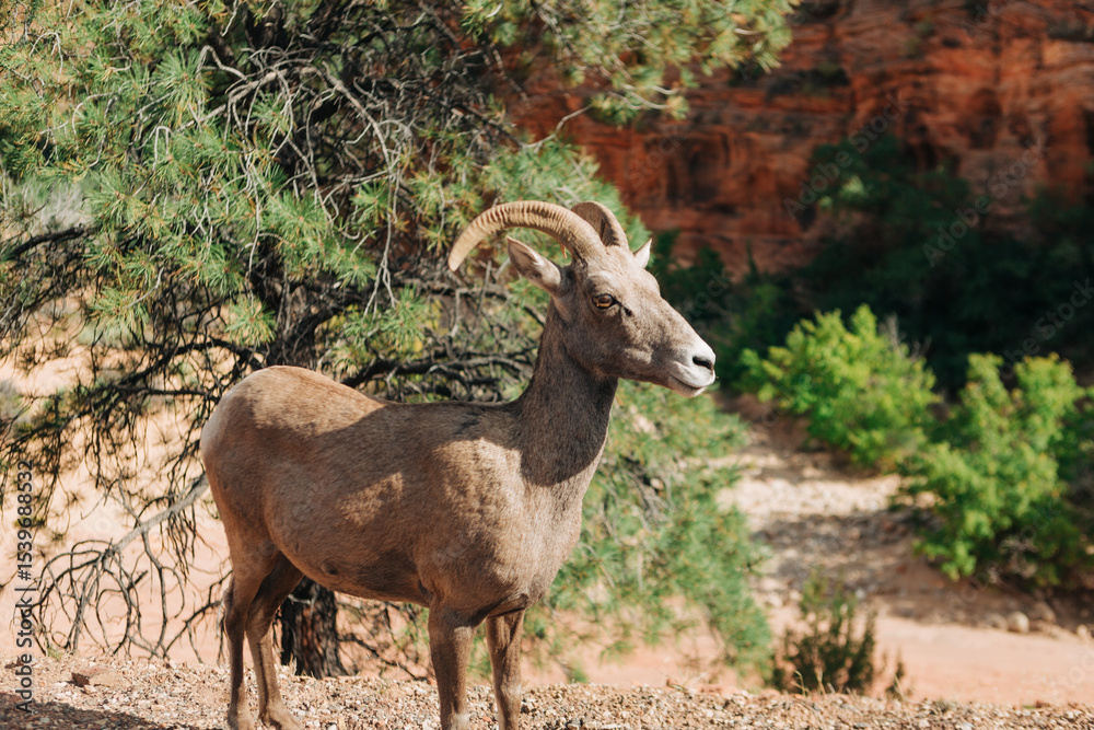 Obraz premium Female Desert Bighorn Sheep (Ovis canadensis nelsoni) in Zion