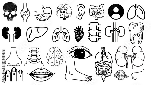 Collection of black and white anatomical drawings featuring various human organs and body parts artfully arranged