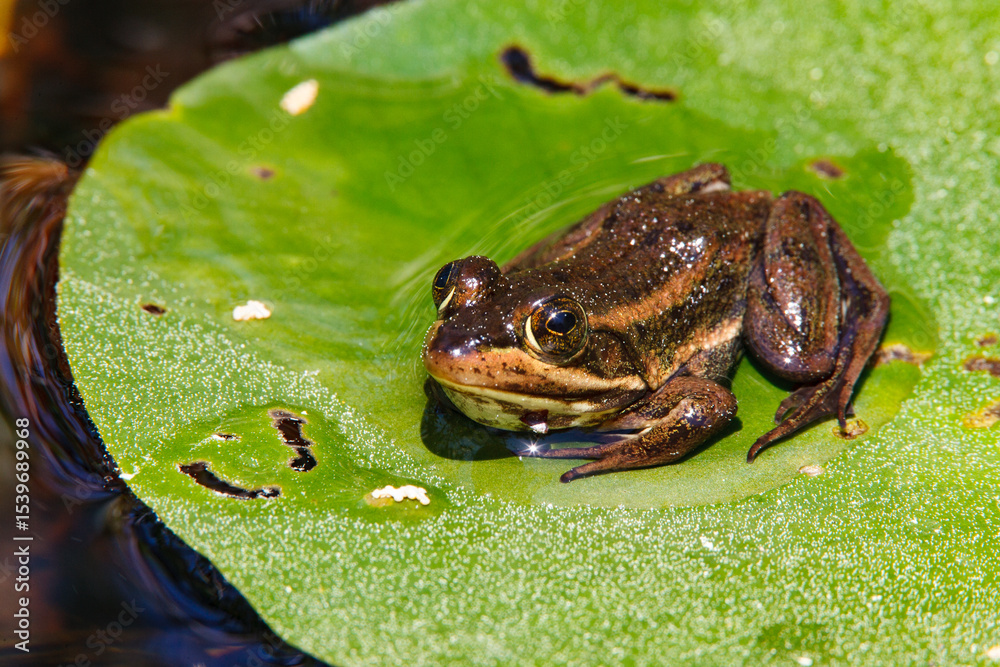 Obraz premium A carpenter frog sitting on a floating lily pad in the New Jerse