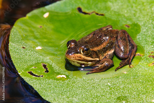 A carpenter frog sitting on a floating lily pad in the New Jerse