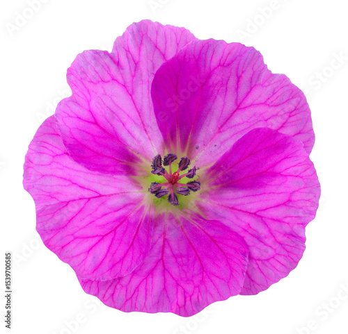 Wonderful red magenta cranesbill in top view. Garden flower isolated on white background, including clipping path.
