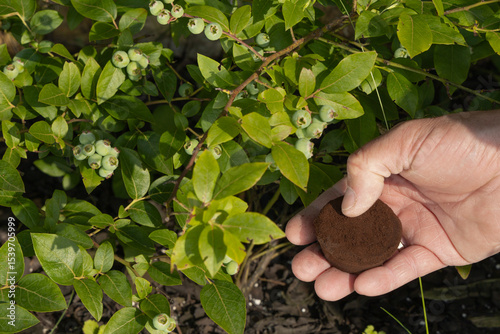 Coffee grounds as plant fertilizer, acidification of soil under blueberry bushes with black coffee grounds,