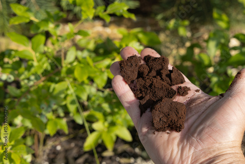 Coffee grounds as plant fertilizer, acidification of soil under blueberry bushes with black coffee grounds,