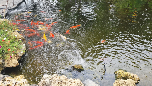 Photograph of ornamental fish in a public pond in a gas station area, Thailand