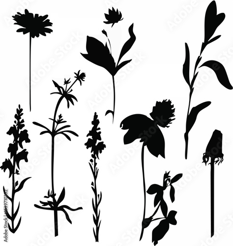Silhouettes of flowers and gr...