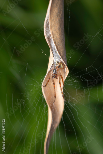 Leaf-curling Spider (Phonognatha graeffei), Narooma, NSW, April 2025