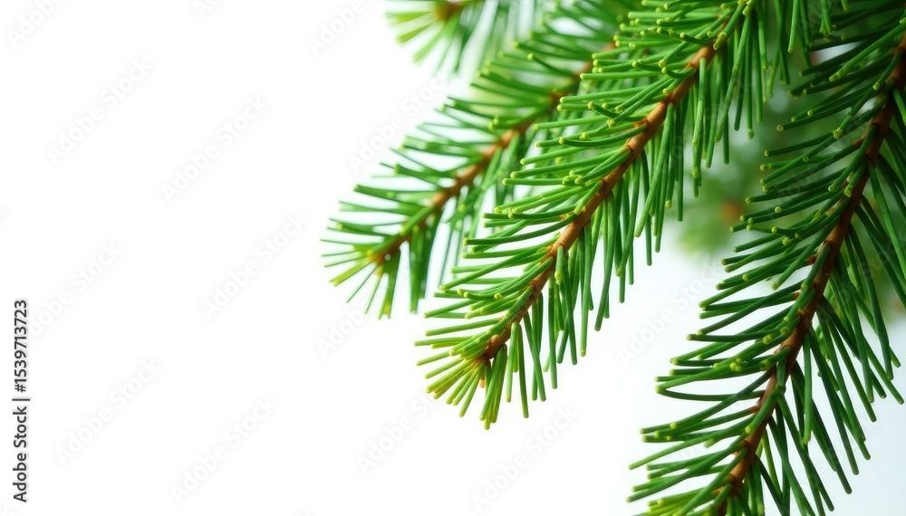 Pine tree branches with needles isolated against white, greenery, evergreen, natural Pine tree branches with needles isolated against white, greenery, evergreen, natural