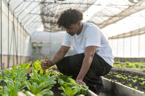 A school boy is examining and growing green vegetables in a greenhouse using gardening equipment as part of a hands-on learning session about sustainable farming practices. Agricultural education.