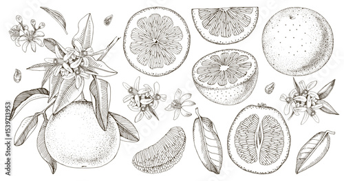 Botanical grapefruit illustrations set vector