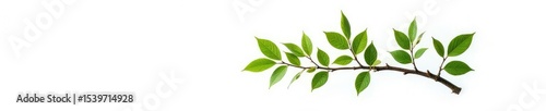Single isolated tree branch on white background, foliage, isolated