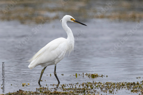 Little Egret (Egretta garzetta), Narooma, NSW, March 2025