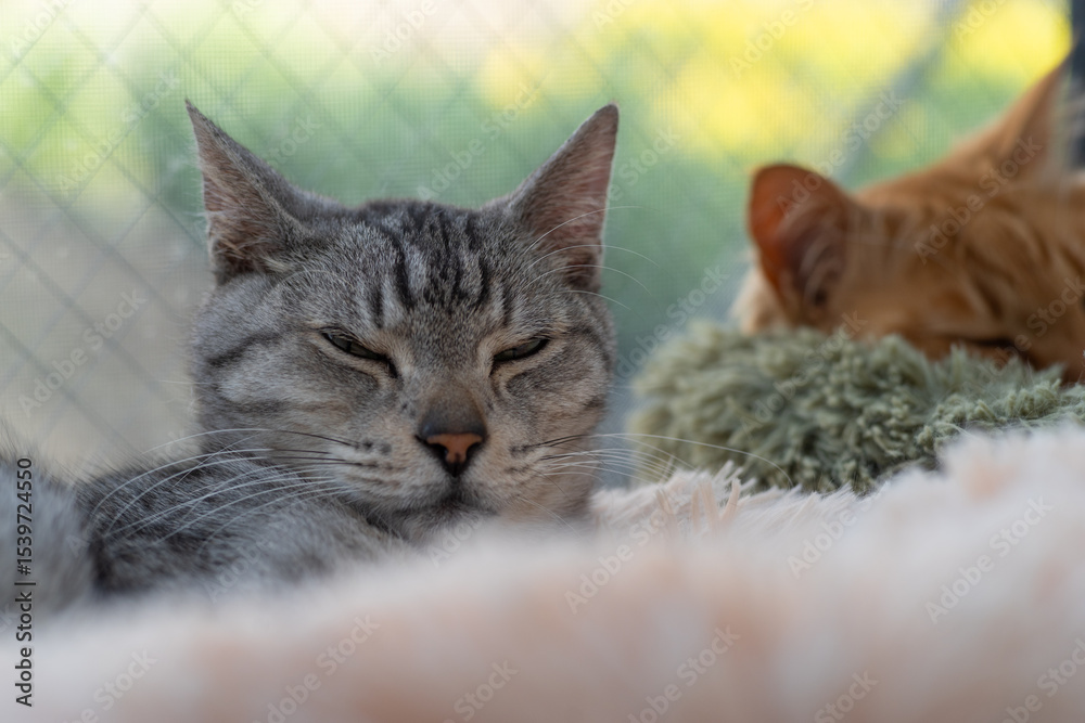 Naklejka premium 窓辺で眠る可愛い猫 サバトラ猫 