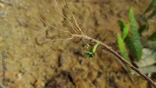 Footage featuring the intertwined root systems of plants against a backdrop of natural sandy soil, highlighting botanical textures and growing conditions.