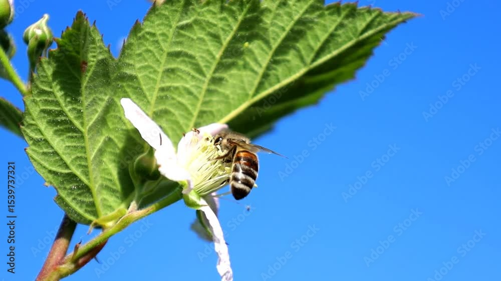 A diligent bee collects nectar from a delicate blueberry blossom, showcasing the amazing pollination process. Close-up macro footage reveals tiny details of the insect and plant, highlighting nature's