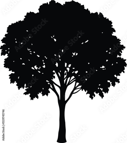 Monochrome silhouette of a tree with dense foliage against a white backdrop