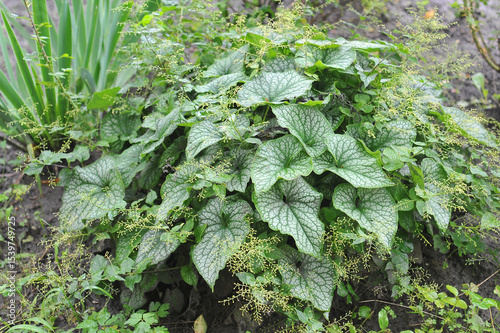 Brunnera macrophylla 'Jack Frost' with beautiful silver-grey leaves growing in the garden flowerbed. Landscaping. growing, planting, gardening concept.