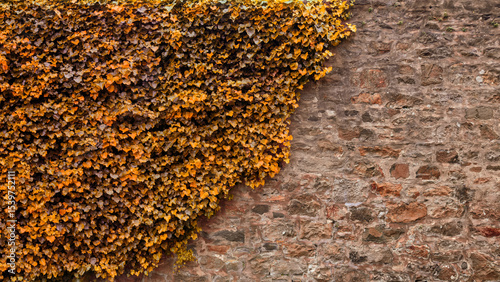 Autumn Ivy Cascade: Colorful Foliage Against Weathered Brick Wall