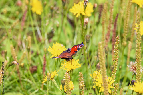 Colorful Peacock butterfly perched on a wildflower in a summer meadow