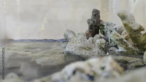 A detailed closeup scene shows fragments of white coral submerged in a clear water filter in a glass container.
