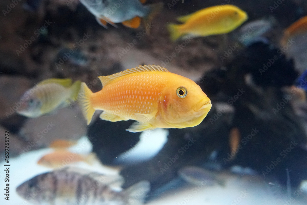 Naklejka premium Golden African Cichlid fish in aquarium. 