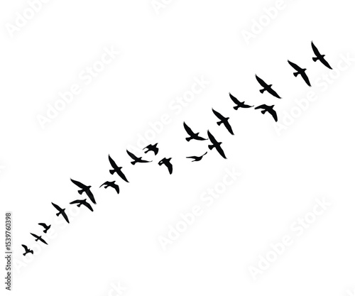 "Flying Birds in V Formation Silhouette – Migrating Bird Flock on White Background for Nature and Wildlife Design"