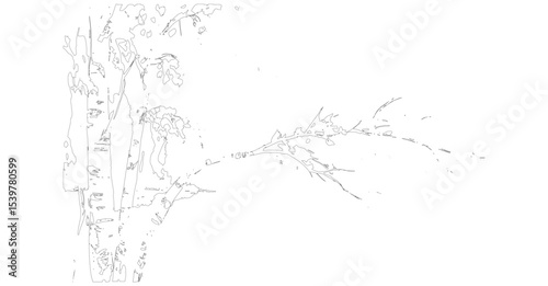 Line Drawing of Birch Tree with Thin Curved Branch
