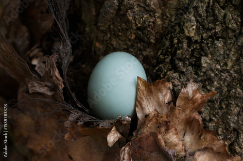 A serene photograph of a bird egg resting amidst dry leaves near a textured tree trunk.
