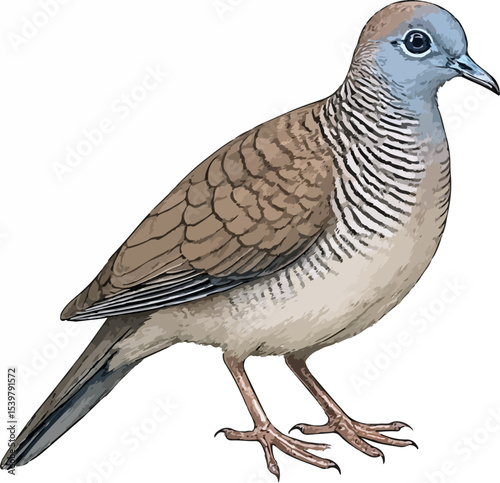 Geopelia striata